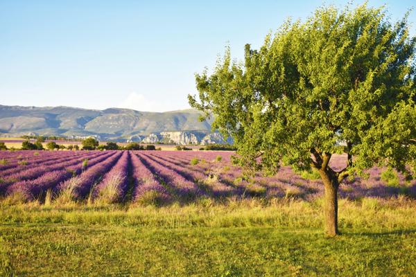 Moustiers-Sainte-Marie (04360) Idéal pour une grande famille ou chambres d'hôtes.