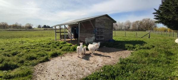 Maison en pierres 220m² piscine, atelier, chai, 11hectares