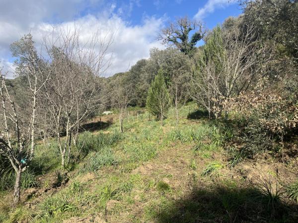 Maison F3 de plain-pied - Terrain de 1800m2 constructible - Forciolo Forciolo (20190)