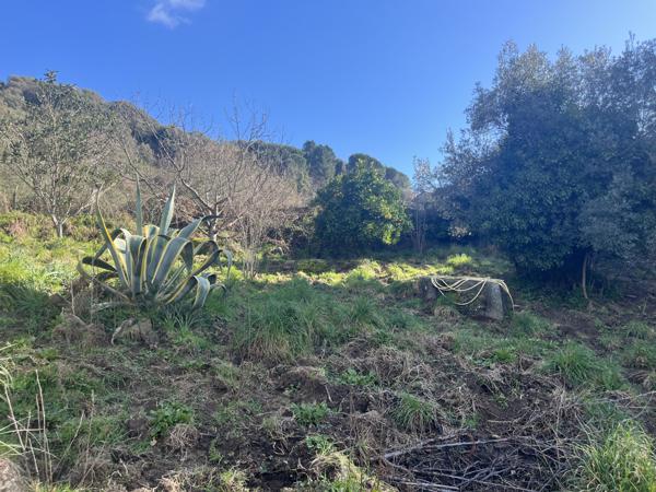 Maison F3 de plain-pied - Terrain de 1800m2 constructible - Forciolo Forciolo (20190)