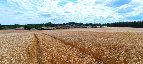 BEAU TERRAIN DE 12138 M²