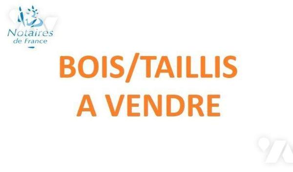 A Vendre à VALENCE-EN-POITOU, VAUX, deux parcelles de bois de 690 m² et de 6900 m²