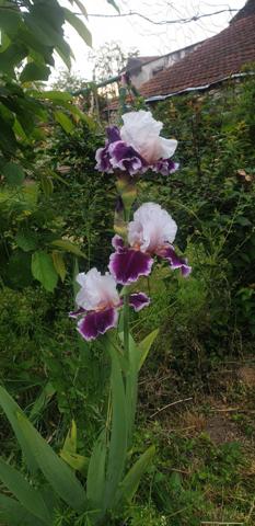 Maison de caractère - potentiels d'agraandissement