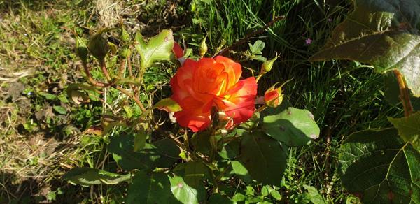 Maison de caractère - potentiels d'agraandissement