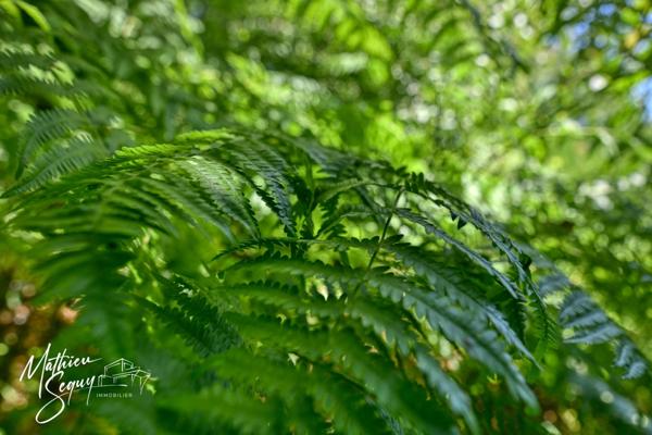 PROPRIETE verdoyante à AVEIZE