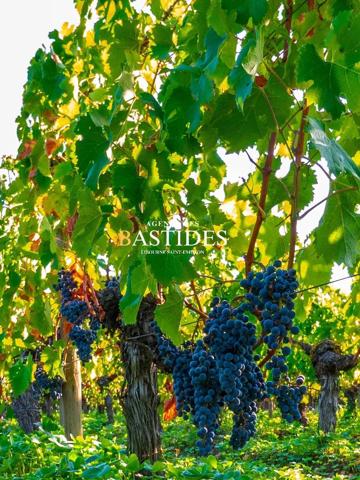 PROPRIETE VITICOLE  **POMEROL **