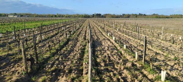 Superbes parcelles avec vignes entretenues et terres agricoles
