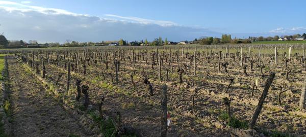 Superbes parcelles avec vignes entretenues et terres agricoles