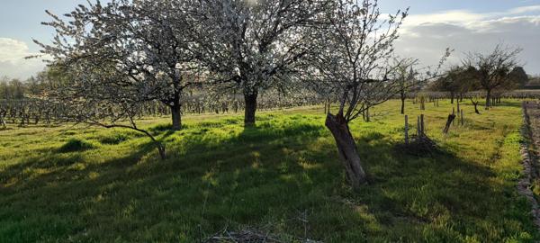 Superbes parcelles avec vignes entretenues et terres agricoles