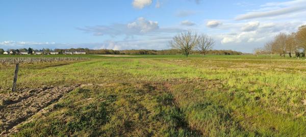 Superbes parcelles avec vignes entretenues et terres agricoles