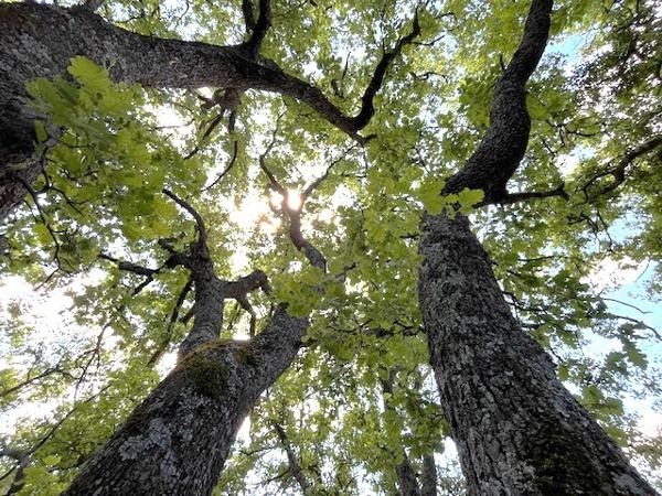 Rustrel (84400) Proche village et face à une zone inconstructible.