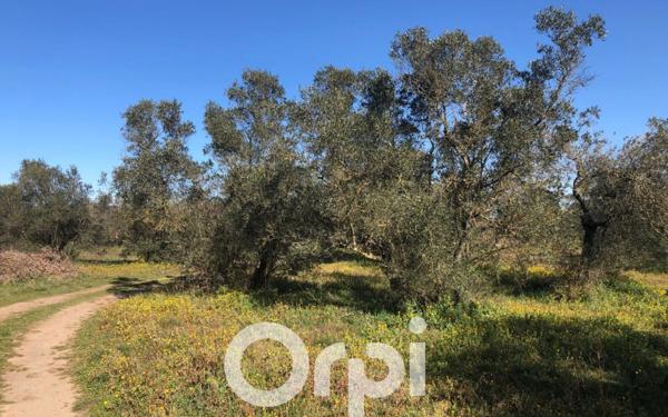 Terrain à vendre    Beaucaire