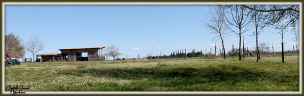 ensemble de 2 maisons en pierre + grand terrain