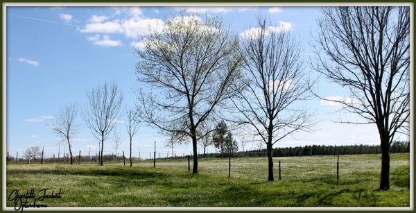 ensemble de 2 maisons en pierre + grand terrain