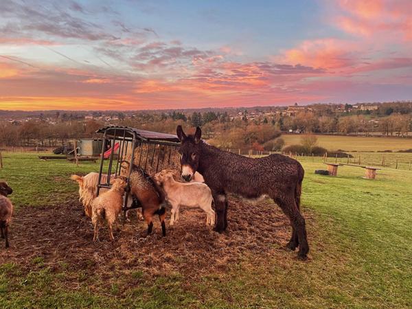 Domaine d'exception au coeur de la campagne, 40 couchages, maison de 8 chambres, piscine chauffée, mini-ferme,