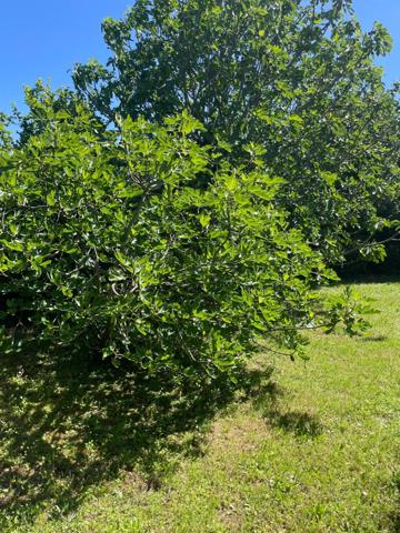 Au coeur du "Poumon Vert de l'agglomération de LYON" et à 5 mn de toutes les commodités
