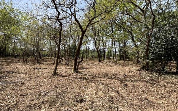 Terrain à vendre |                                       Cestas |                                          5000 m²