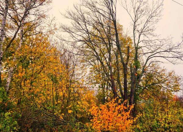 Terrain à vendre    Presles