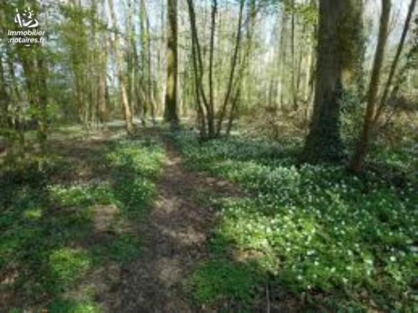 Terres de diverses natures (bois, taillis, landes) situées sur deux communes autour de LEMBEYE.