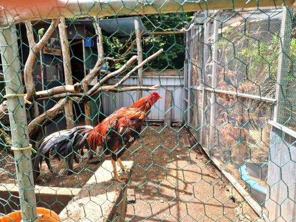 MAISON DE CHARME AVEC ACTIVITE DE GÎTES (07) GLUIRAS