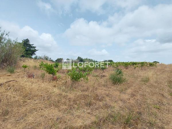 Achat terrain Baixas - 7080 m² - 14 500 €
