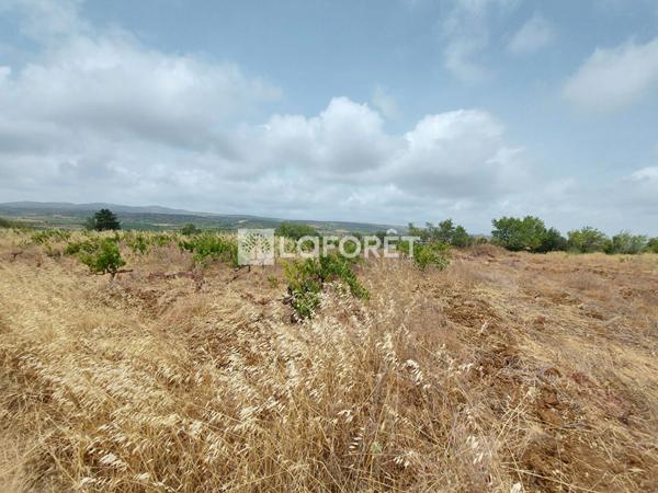Achat terrain Baixas - 7080 m² - 14 500 €