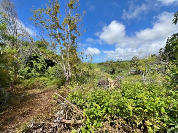 Terrain à Batir à vendre à Saint-Joseph à la Réunion (97480), ref : 28583