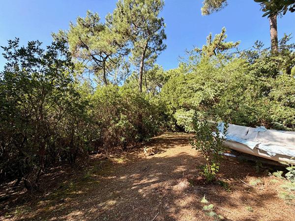 Cap Ferret limite 44 hectares , accès plage du Mimbeau, superbe terrain de 100 0 m2 avec PC purgé pour construction d’une villa bois de 125m2