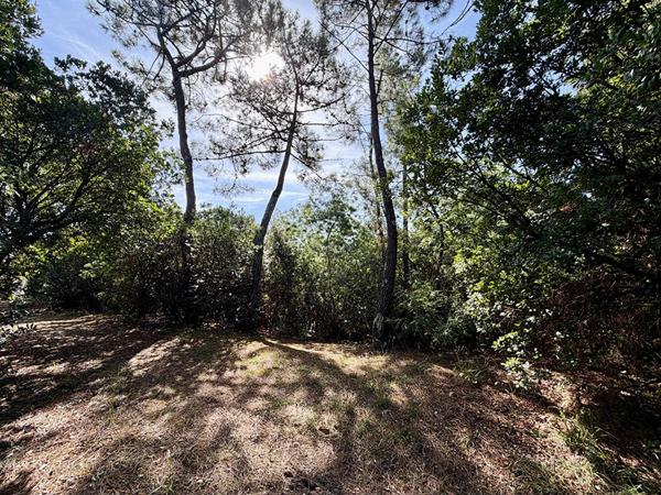 Cap Ferret limite 44 hectares , accès plage du Mimbeau, superbe terrain de 100 0 m2 avec PC purgé pour construction d’une villa bois de 125m2