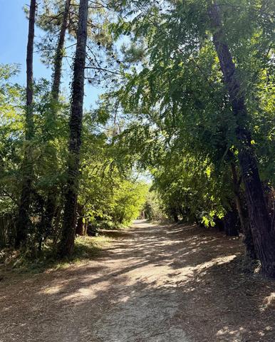 Cap Ferret limite 44 hectares , accès plage du Mimbeau, superbe terrain de 100 0 m2 avec PC purgé pour construction d’une villa bois de 125m2