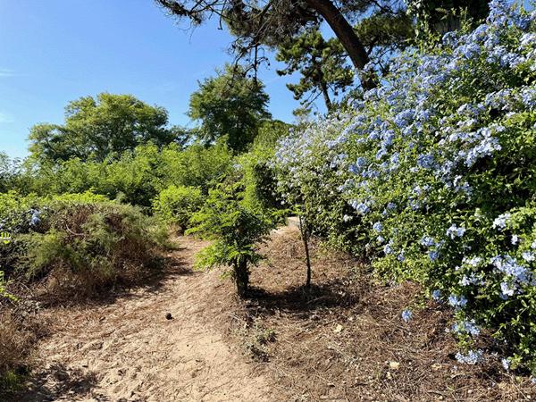 Cap Ferret limite 44 hectares , accès plage du Mimbeau, superbe terrain de 100 0 m2 avec PC purgé pour construction d’une villa bois de 125m2