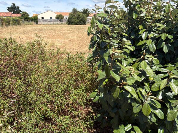 Saint Gilles Croix De Vie terrain non viabilisé 500 m2
