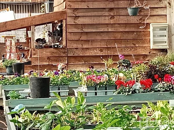 reprise fond de commerce horticole vic en bigorre