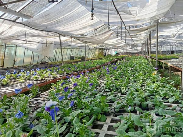 reprise fond de commerce horticole vic en bigorre