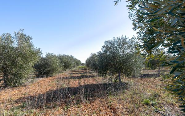 Maison à vendre    4 pièces •  Espira-de-l'Agly