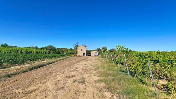 10 hectares de vignes avec oliviers et fruitiers plus Mazet eau et électricité