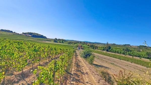 10 hectares de vignes avec oliviers et fruitiers plus Mazet eau et électricité