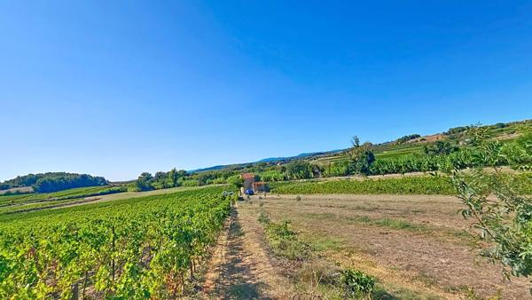 10 hectares de vignes avec oliviers et fruitiers plus Mazet eau et électricité