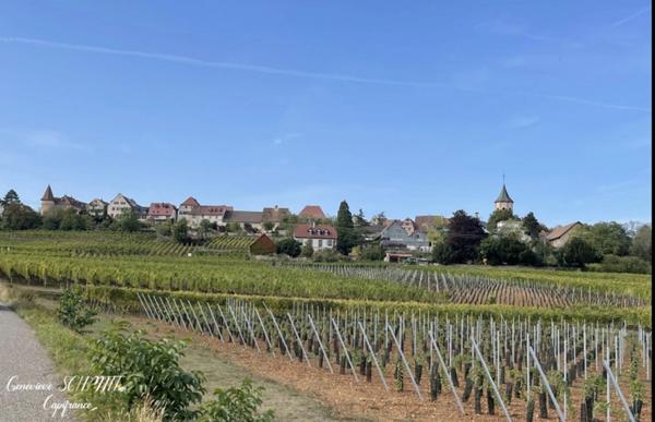 Dpt Haut-Rhin (68), à vendre ZELLENBERG immeuble 197 m²