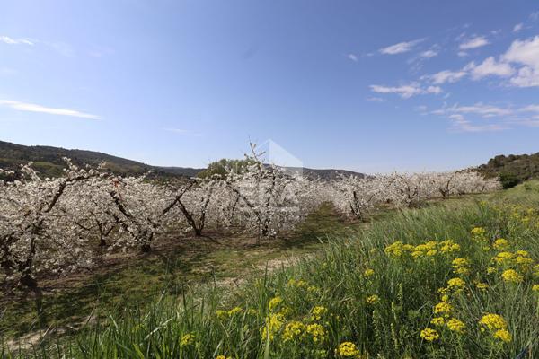 Maison à Malaucène 2 pièces 48 m2 avec plus de 1,6 hectares