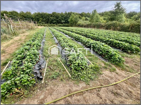 Maison de 153m² avec exploitation de fraises/ framboises ( clients professionnels et particuliers).