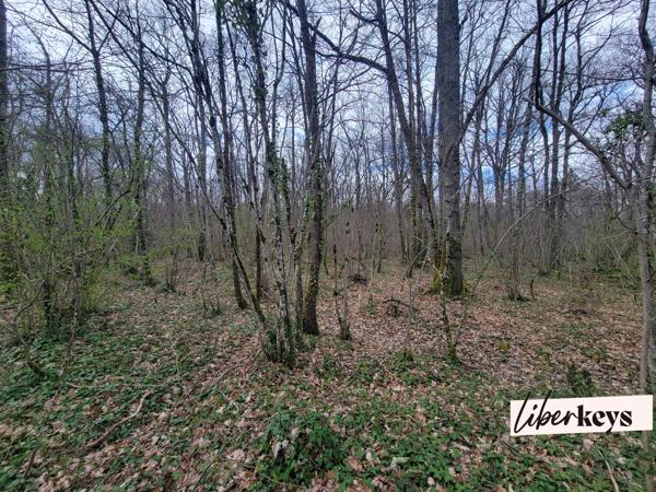 Terrain de Bois
