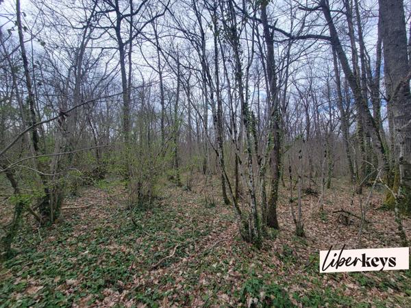 Terrain de Bois