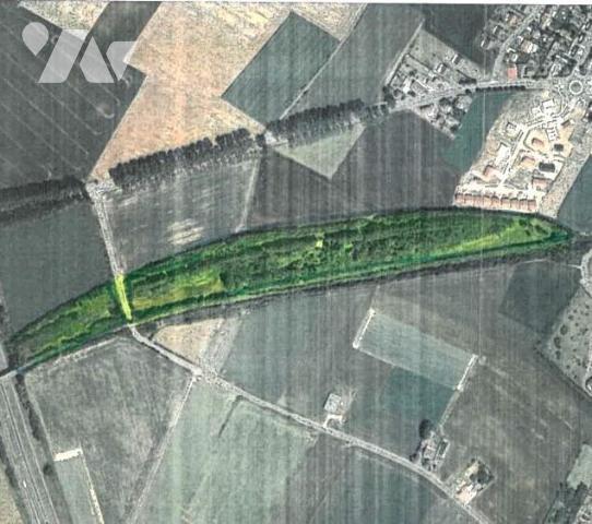 Une parcelle de bois