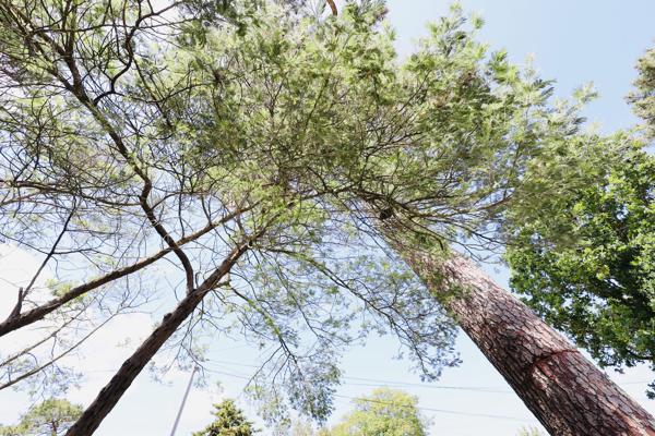 A deux pas de la plage : Maison d'exception bordée de pins