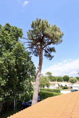 A deux pas de la plage : Maison d'exception bordée de pins