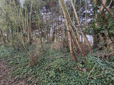 Terrain de loisirs - Bois - Etang à vendre à Ames dans le Pas-de-Calais (62190), ref : 62050-1772
