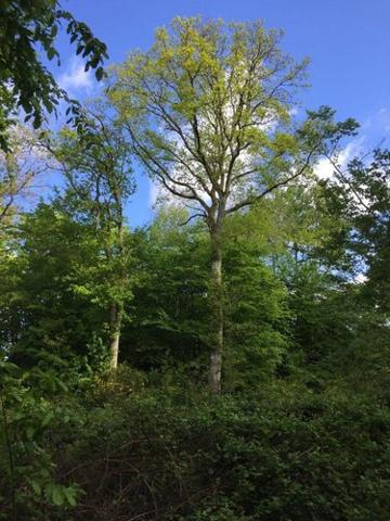 Terrain de loisirs - Bois - Etang à vendre à Berneuil-sur-Aisne dans l'Oise (60350), ref : 60056-88
