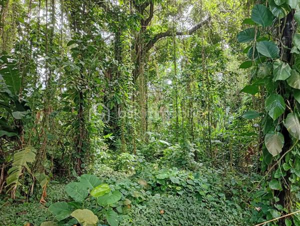 Terrain commercial de 1 777 m²