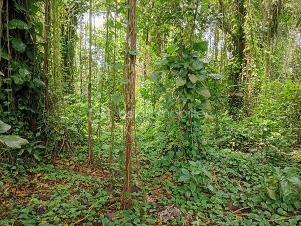 Terrain commercial de 1 777 m²